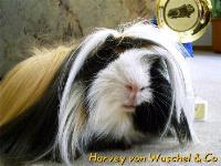 Harvey