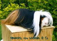 Maverick von Wuschel & Co