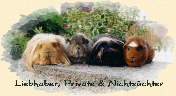 Liebhaber, Private & Nichtzüchter: HIER LANG!