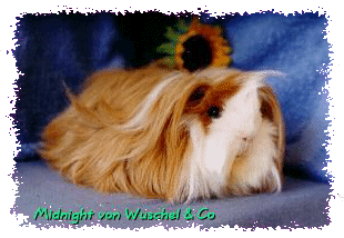Klick mich und llies �ber Midnight!